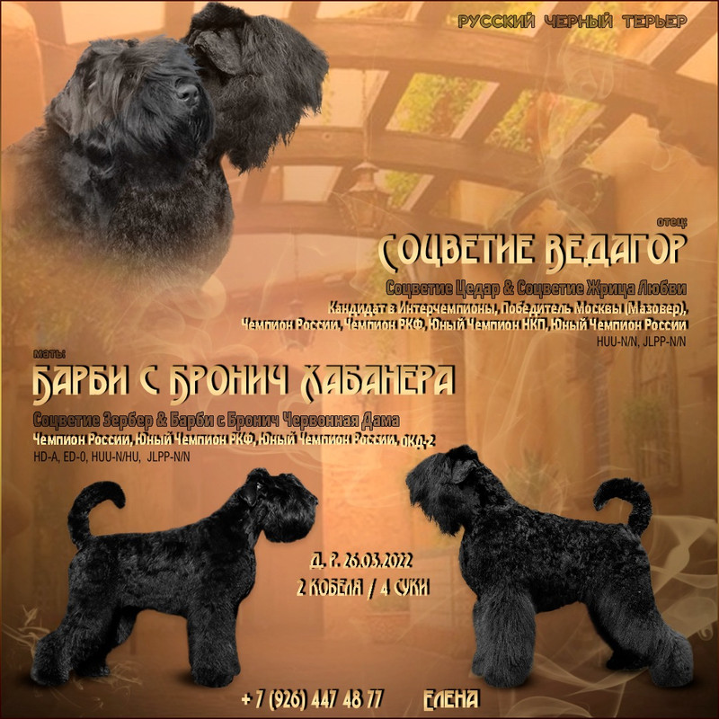 презентация Даши