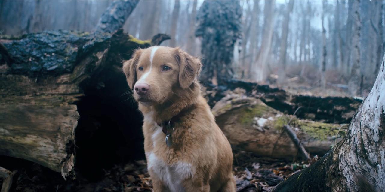 MV5BNm-Ni-Mjhj-Nz-Yt-YTI0MC00Yj-Aw-LTll-ZTAt-Yzhh-M2Q2YWVh-MWYz-Xk-Ey-Xk-Fqc-Gc-V1