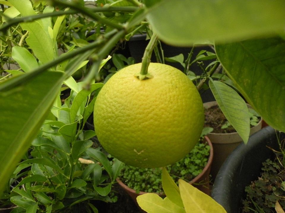 Hassaku