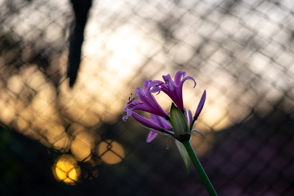 IMG-40e8cd0f2b872960ad1f446f2cc62ab4-V