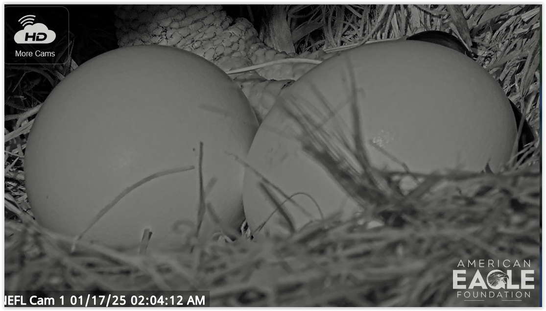 Screen Shot 01-17-25 at 08.04 AM