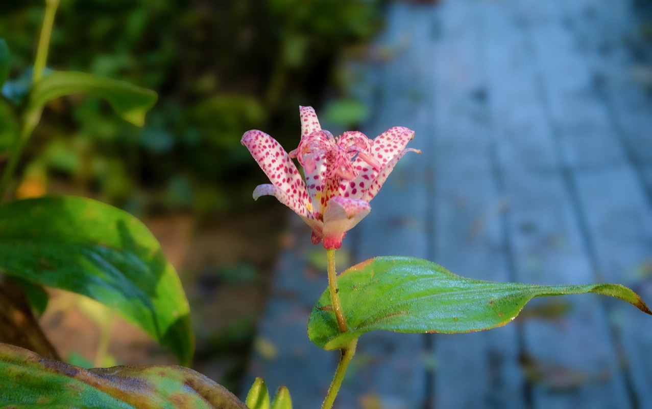 Tricyrtis