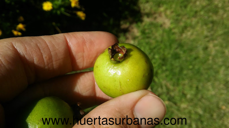 huertasurbanas_com_20190227_155654psidium_salutare_-1