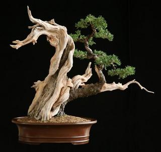 Thơ họa Nguyễn Thành Sáng & Tam Muội (536) Bi-mat-ky-thuat-lao-hoa-cho-cay-bonsai-27