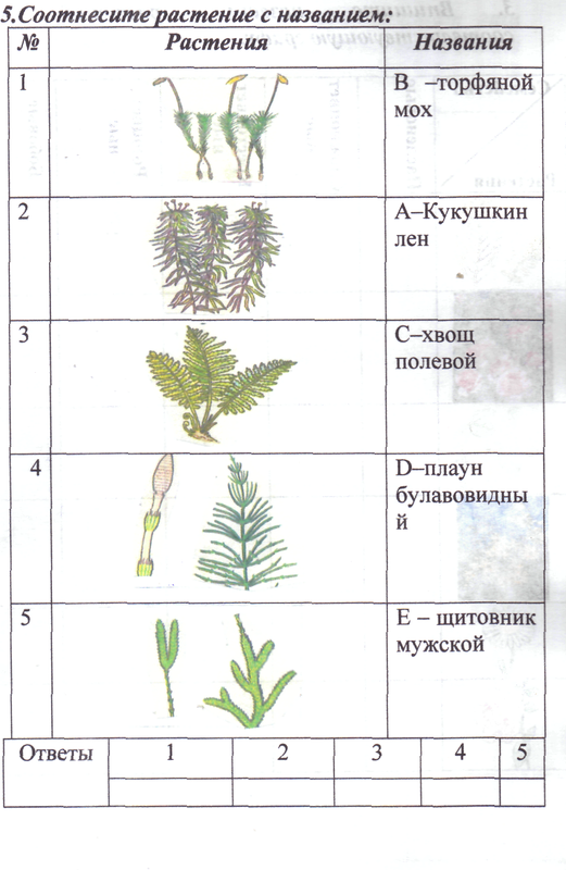 Формулы самодельных подкормок для цветущих гераней