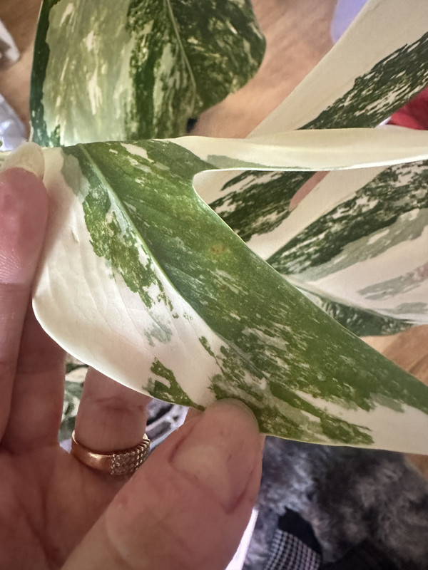 FE20C897-2E69-4FFF-B6D2-3239621D23C8