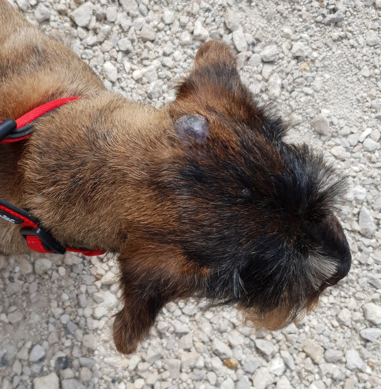 [Image: 20210709-172106-Copie.jpg]