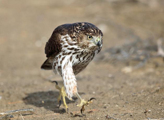 Cooper’s Hawk