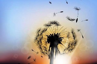 Thơ hoạ Nguyễn Thành Sáng & Tam Muội (2.007) Beautiful-dandelion-with-sunset-background-vector