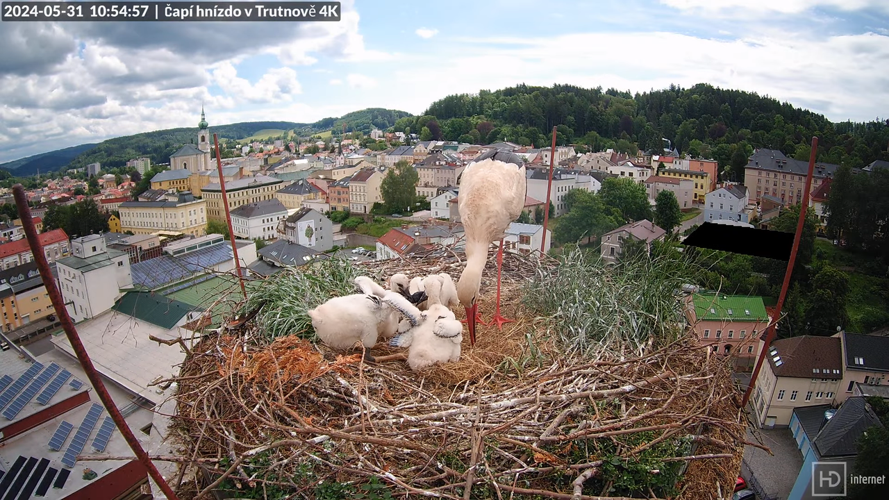 Tiešraidē no stārķa ligzdas uz alus darītavas skursteņa Trutnovā 15-3-11 screenshot