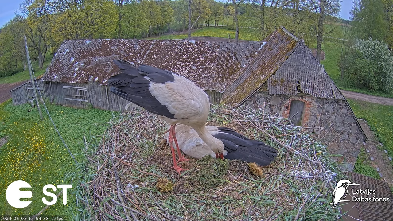 Baltie stārķi (Ciconia ciconia) Tukuma novadā - LDF tiešraide __ White storks in Tukums, Latvia 12-1