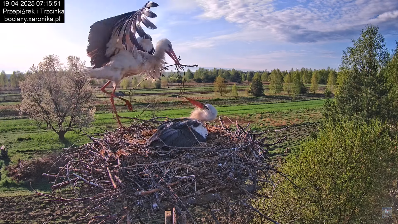 19042025bociany4