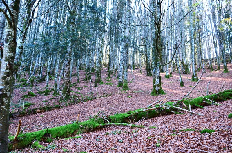 SELVA DE IRATI-14-11-2015-NAVARRA - Paseando por España-1991/2024 (42)