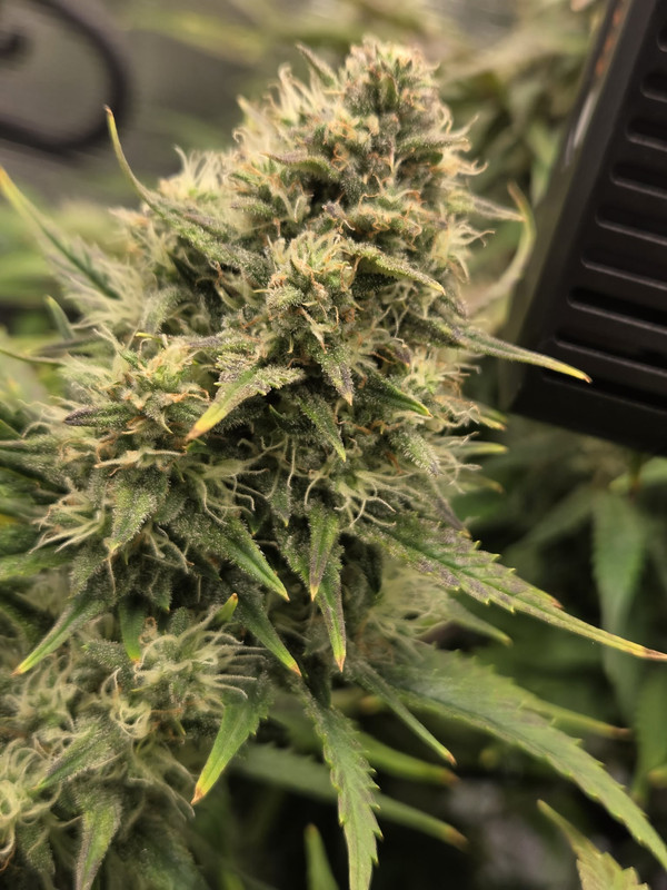 Messenger creation FDBED957 EDEF 40E3 AC18 E7032CFFDBD2