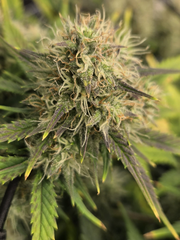 Messenger creation CB77CA62 2D7A 47B4 8D7B E1A1D1594508