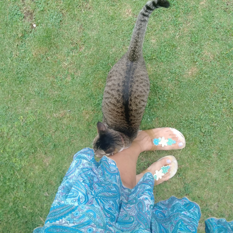 La mia vita. Римские записки, дневник онлайн