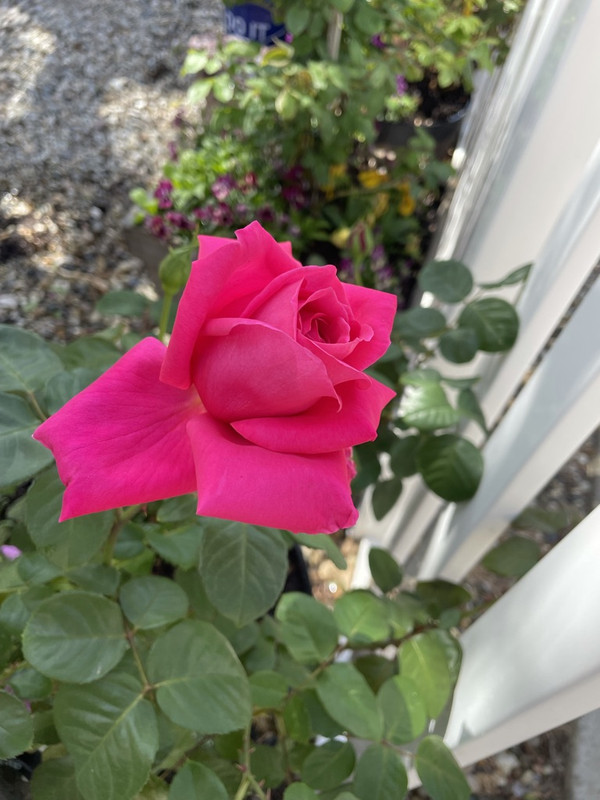 7CE2F7A0-3BE9-4BF9-9F02-F91655C52DA5_1_105_c