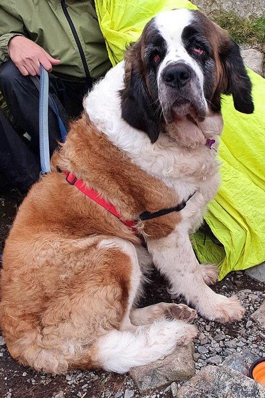 St Bernard dog rescued after collapsing on England's highest peak