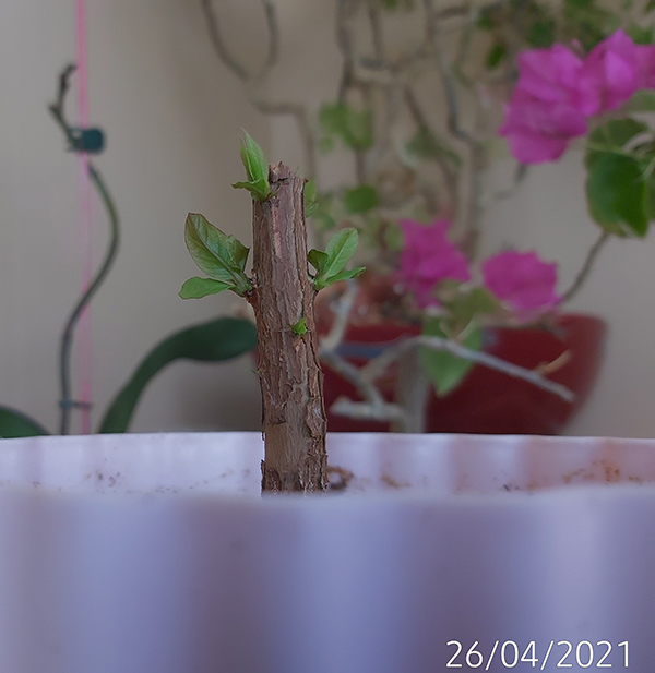 [Image: IMG-20210426-124133.jpg]