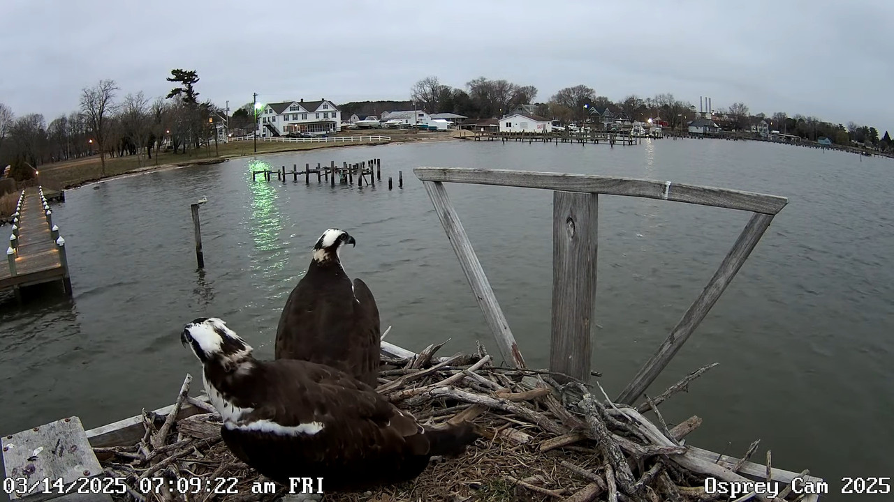 2025. gada Osprey Nest tiešraides straume — Merilendas rietumu krasts vecpilsētas mājām 8-48-9 scree