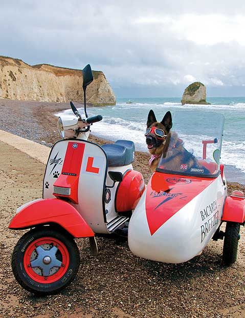 red-bike-sidecar-dog-new.jpg