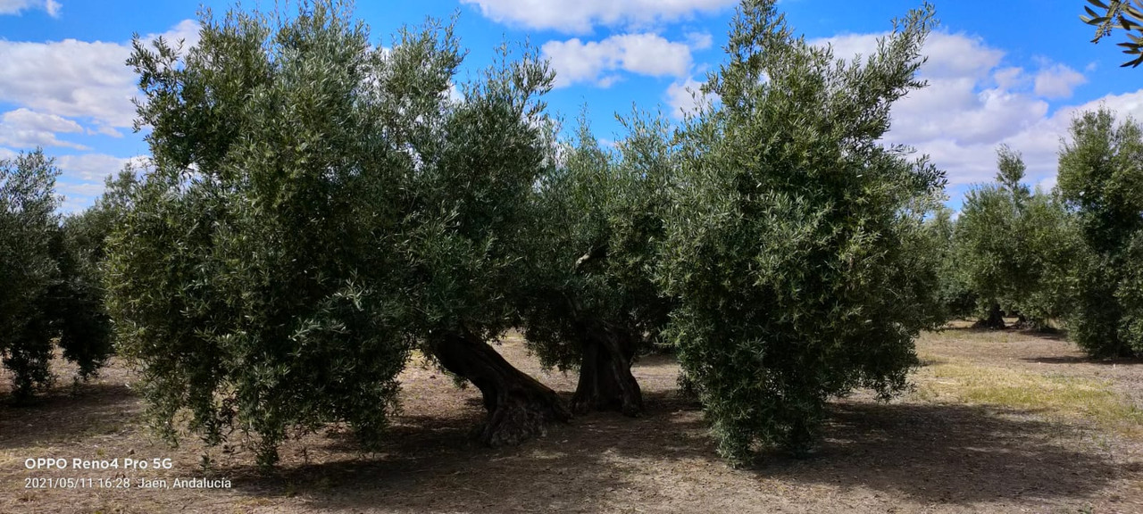 Seguimiento evolutivo finca de secano en Jaén - Página 3 PHOTO-2021-05-11-18-50-54