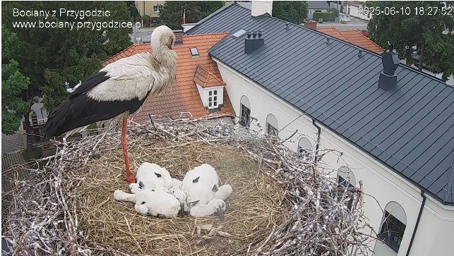 ScreenHunter_47361 Jun. 10 18.28