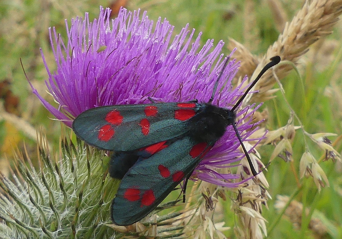 SIX SPOT BURNET MOTH 2 160724