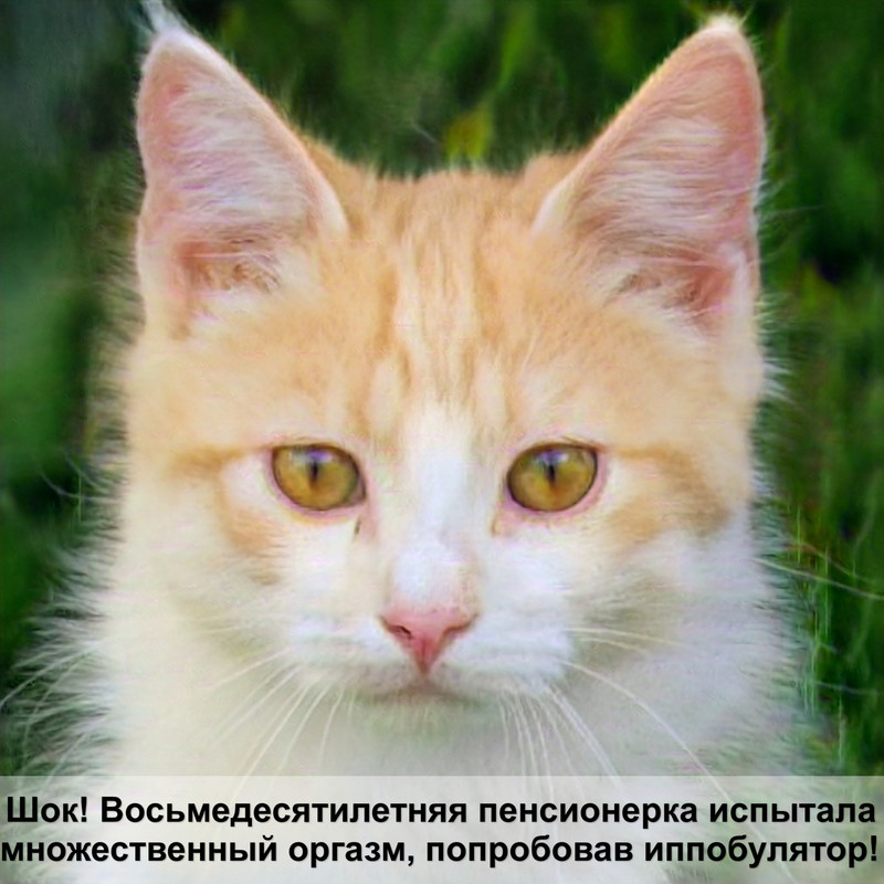 карликовые кошки