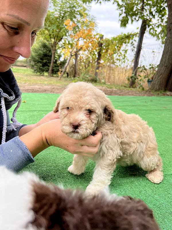 Lagotto Romagnolo female puppy for sale – Ideal Dale Enigma – 48 days old – photo 2