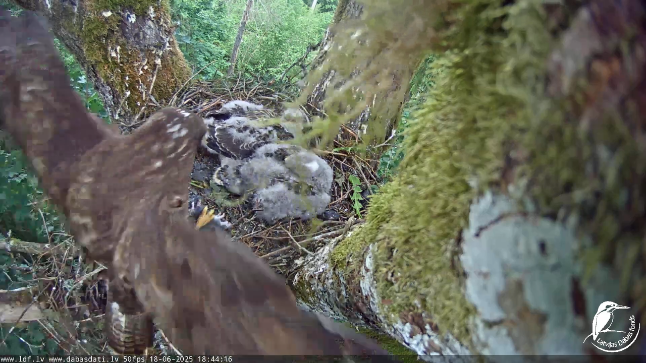 Melnās klijas (Milvus migrans) Kurzemē_ peļu klijāni (Buteo buteo) 14-23-52 screenshot (2)