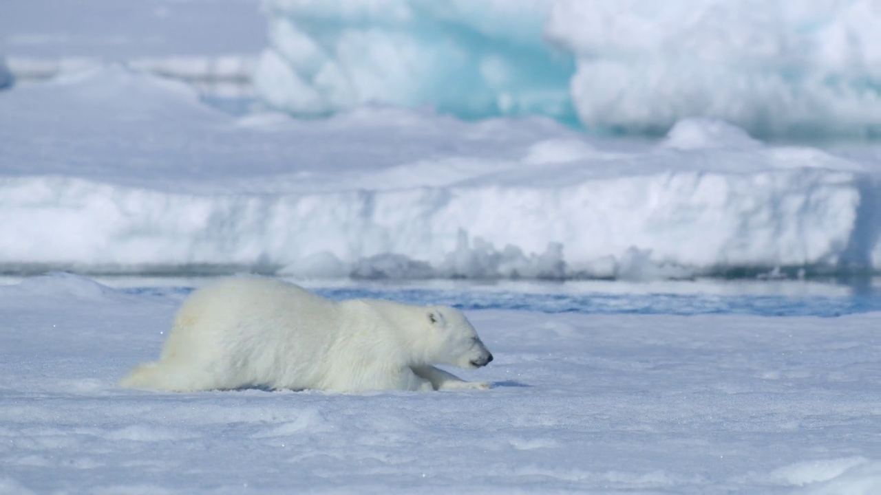 Bear Witness 2022 1080p WEB DL AAC x264 BluBeast