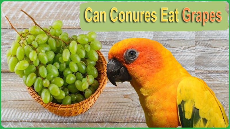 Can Conures Eat Grapes