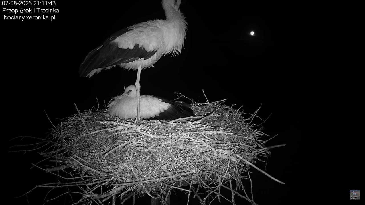 07082025bociany31