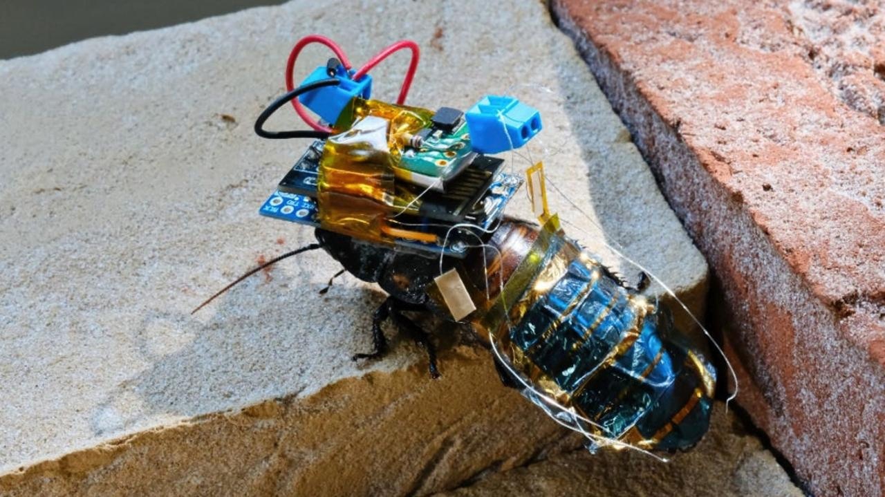 Avance de la ciencia sorprende con cucaracha cyborg alimentada por energía solar