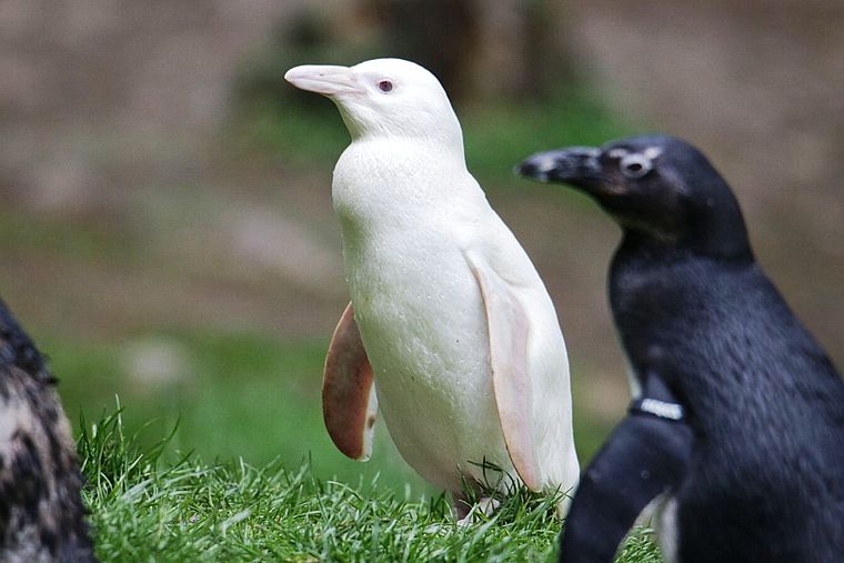 https://i.postimg.cc/MZLsPGXq/albino-pingvin-is.jpg