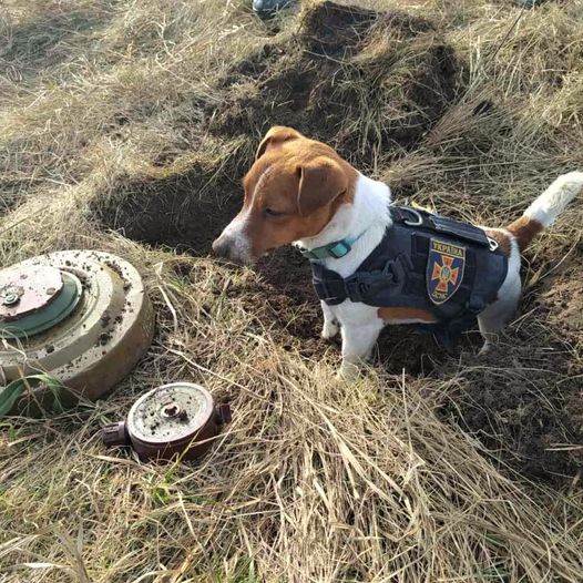 275959845-7178812045523737-2181753801924