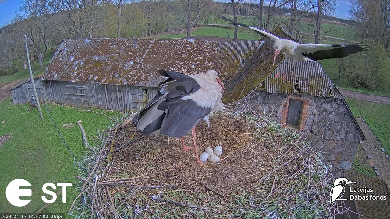 Baltie stārķi (Ciconia ciconia) Tukuma novadā - LDF tiešraide __ White storks in Tukums, Latvia 8-37