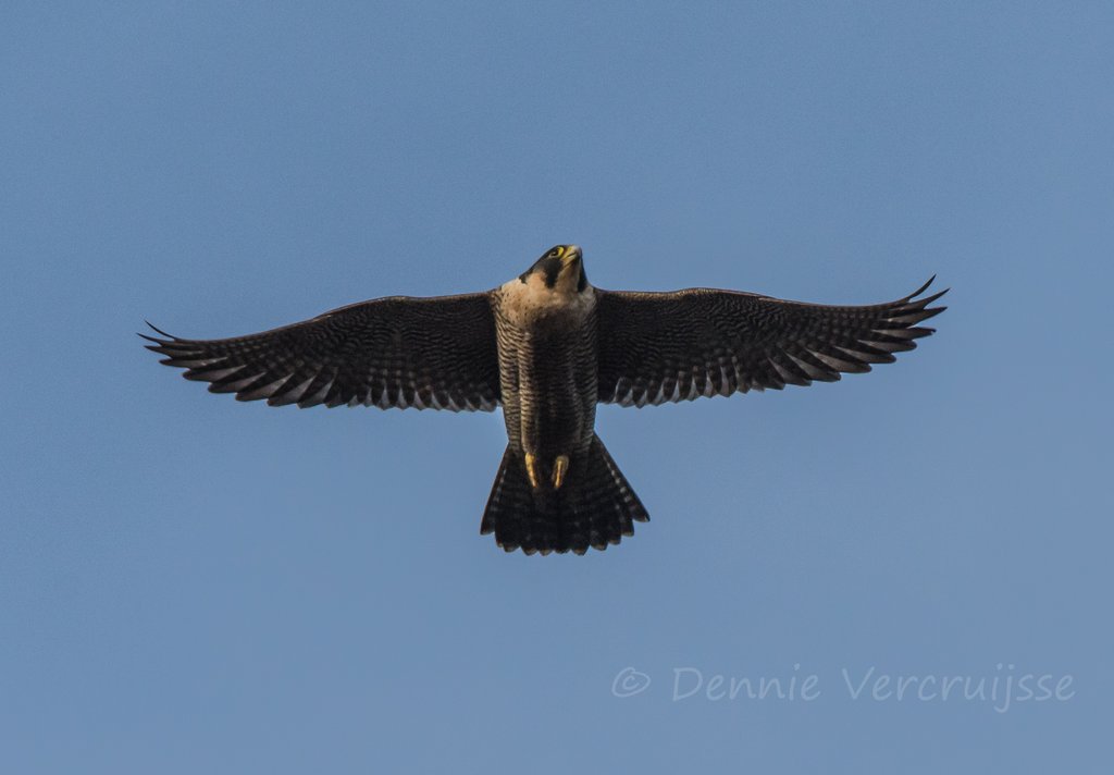Foto's van Dennie. 2020 - Pagina 7 Sv1812e