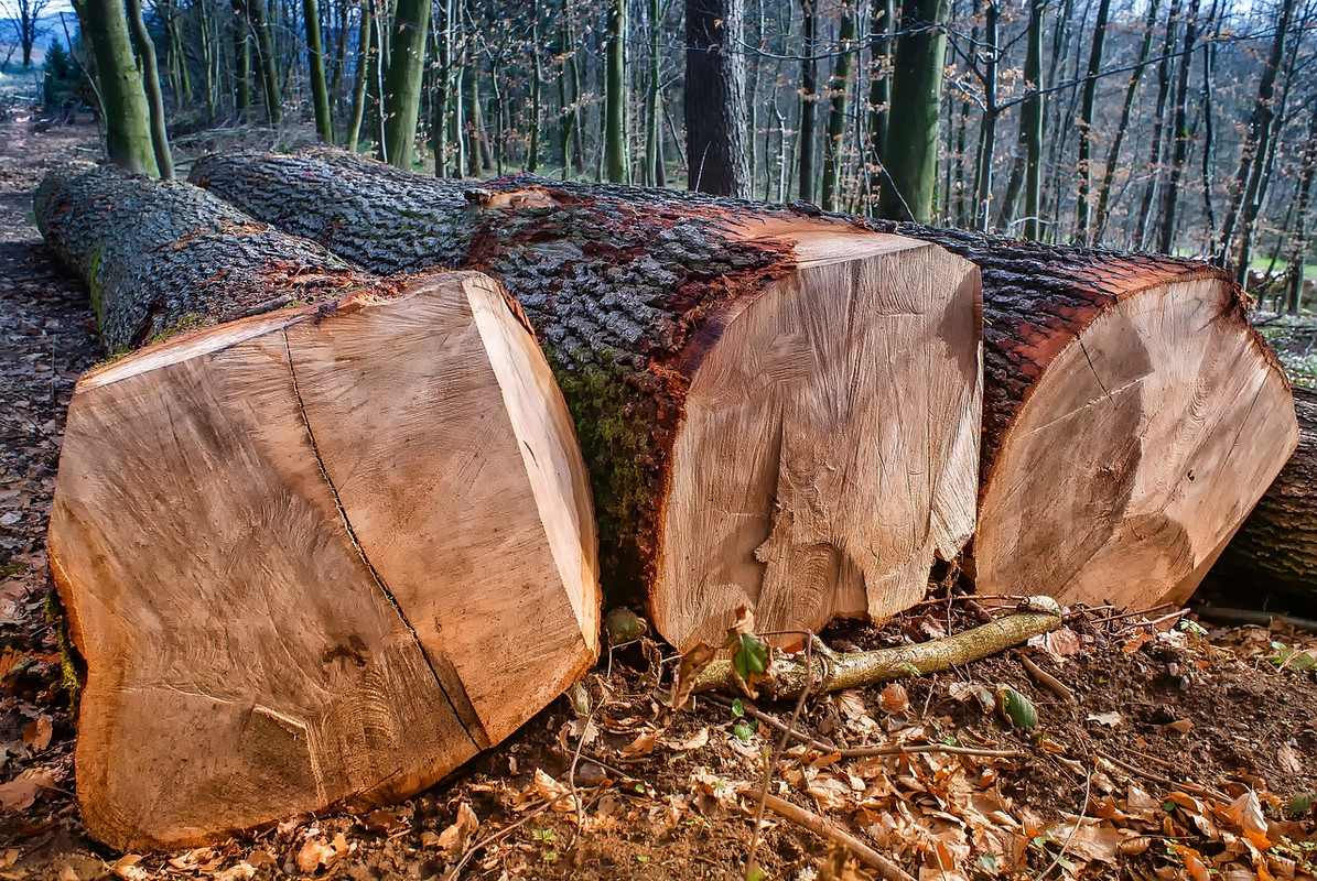 nature-3334625-1280.jpg