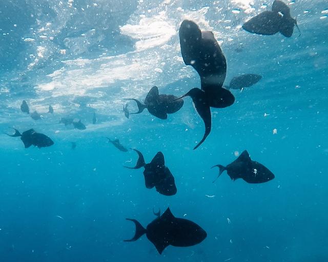 Raja Ampat - Parte 4 (Despedida de Kri) - Singapur e Indonesia 2018 (9)
