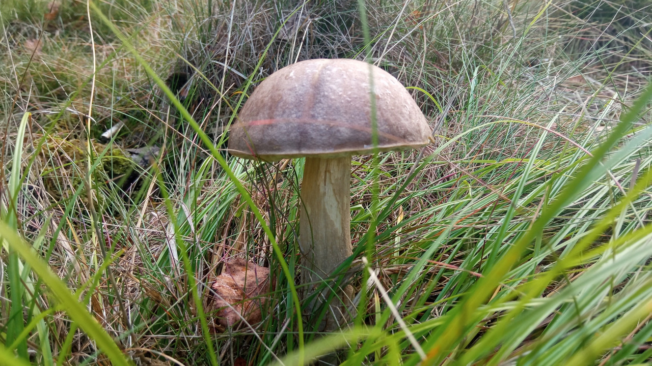 pilz1.jpg