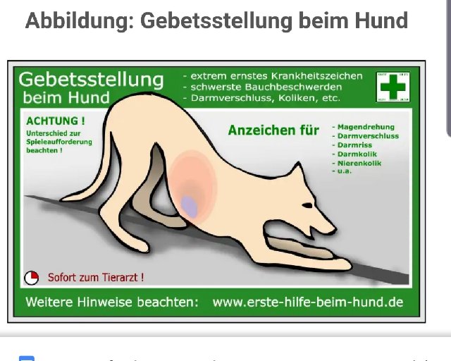 die Gebetshaltung ein Warnzeichen - DIE Chihuahua-Community