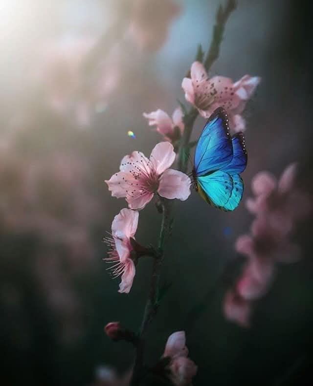 https://i.postimg.cc/MZPkzR2n/670488077-939343025490155-478673847719197152-n.jpg