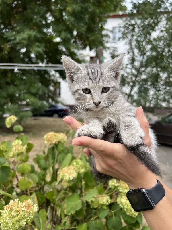 DCB511CB-6188-4A18-80B7-81EE8781797A