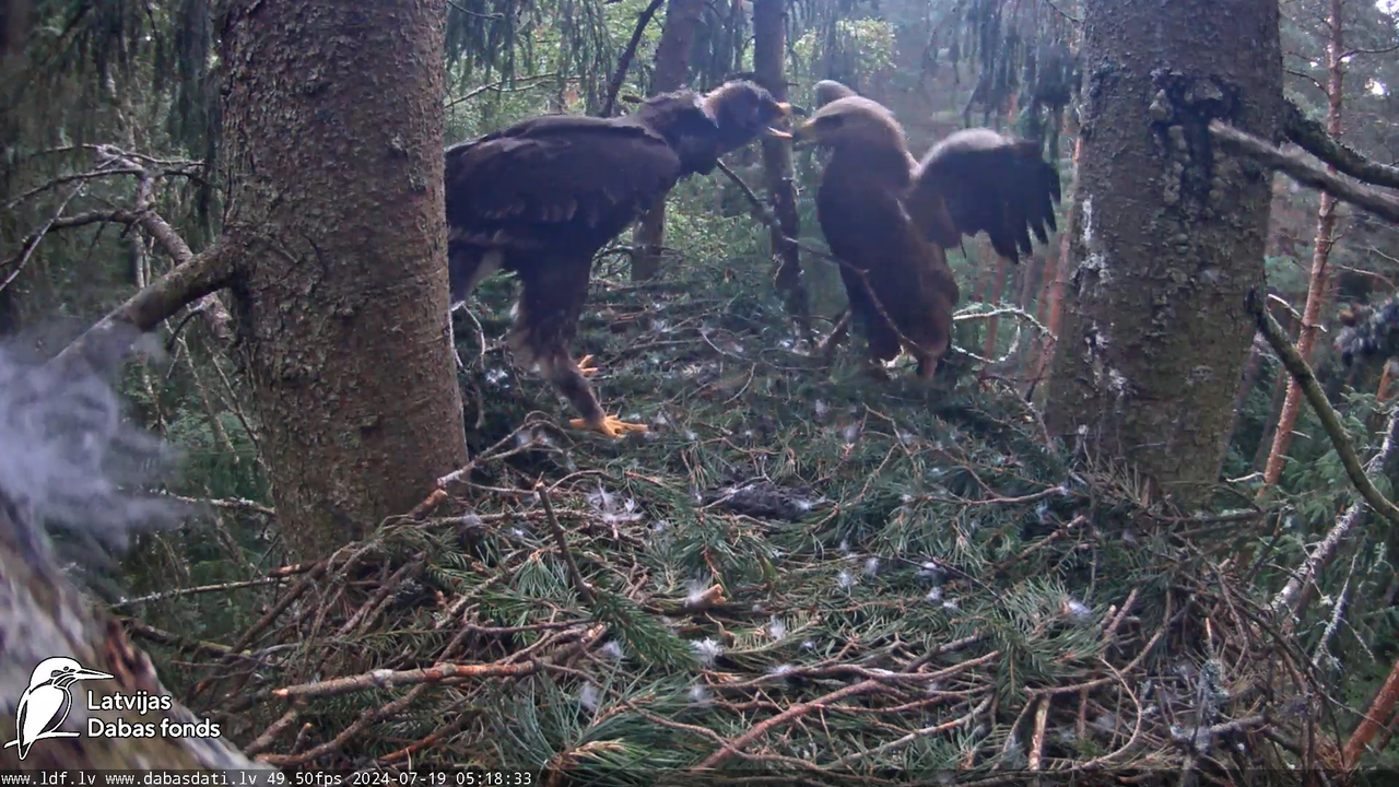 Mazais ērglis (Clanga pomarina), ligzda eglē __ Lesser spotted eagle in spruce, Zemgale, Latvia 9-17