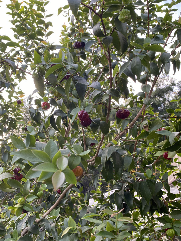 018DA1E7-45F9-4D4C-83FC-FBDED7AE569D