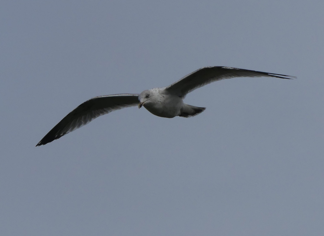 HERRRING GULL 1