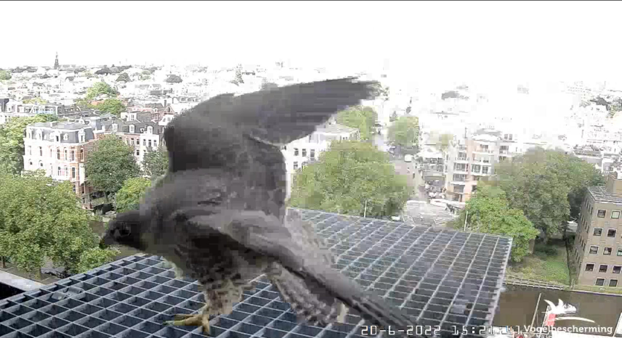 Amsterdam/Rijksmuseum screenshots © Beleef de Lente/Vogelbescherming Nederland - Pagina 30 Video-2022-06-20-152459-Moment-4