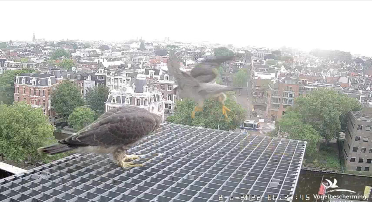 Amsterdam/Rijksmuseum screenshots © Beleef de Lente/Vogelbescherming Nederland - Pagina 21 Video-2022-06-08-063445-Moment-3